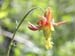 Red Columbine